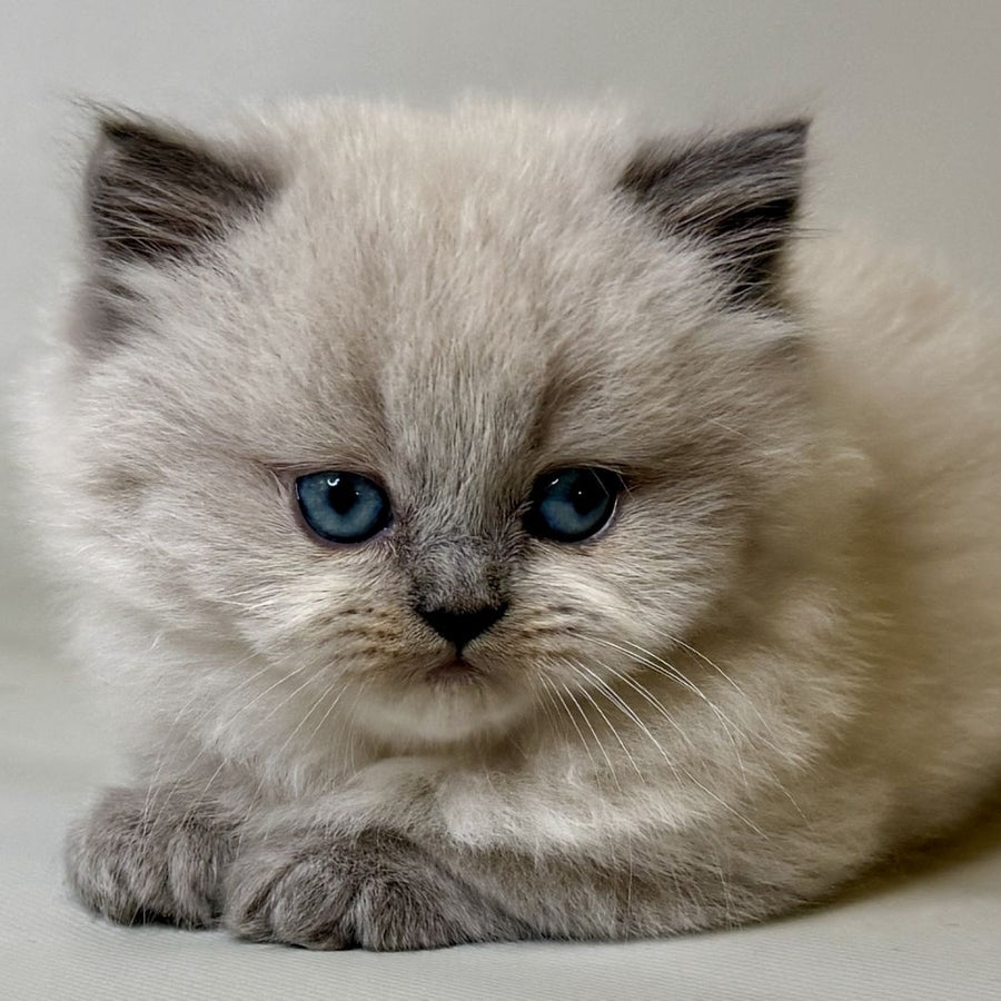 Savage Munchkin female, lilac shaded pointed