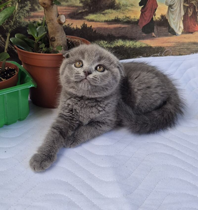 Elya Scottish Fold female, blue