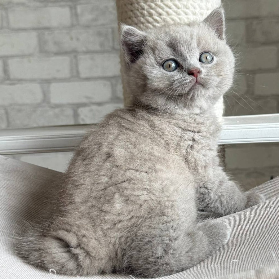 Bastian British Shorthair male, lilac