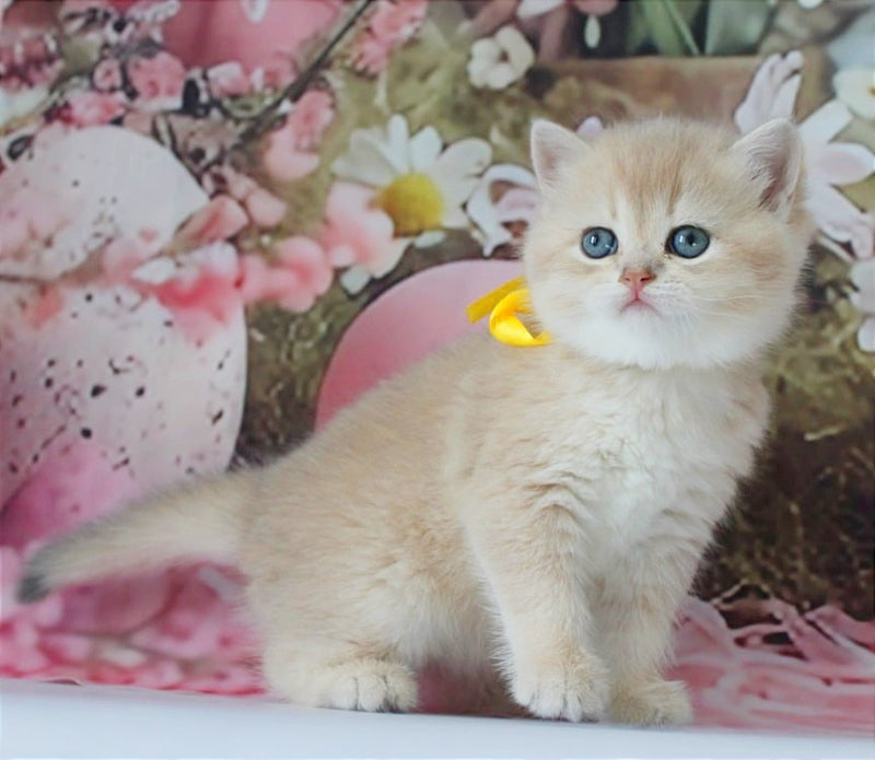 Fialka British Shorthair female blue golden chinchilla live animals