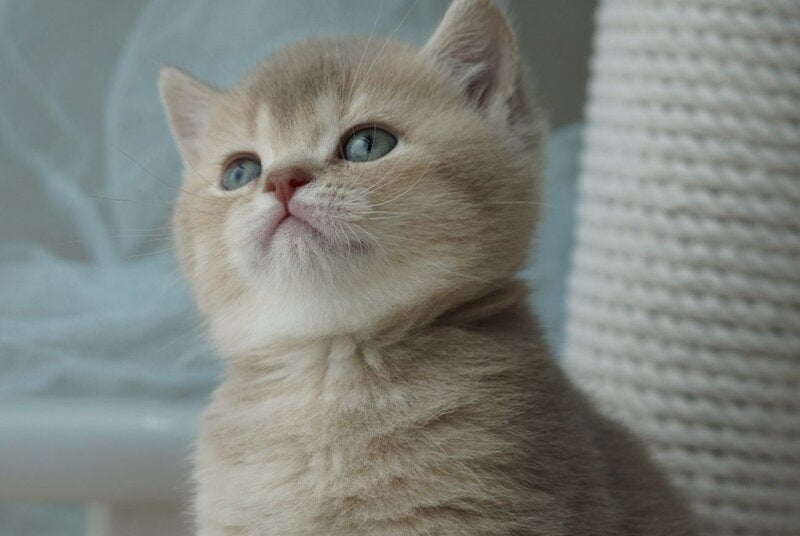 Ronan British Shorthair male, chocolate ticked tabby