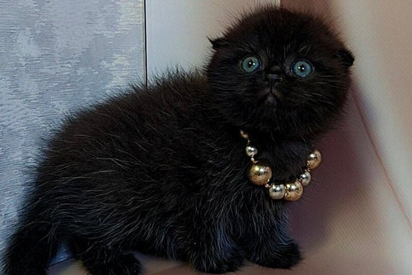 Maverick Scottish Fold male black - live animals
