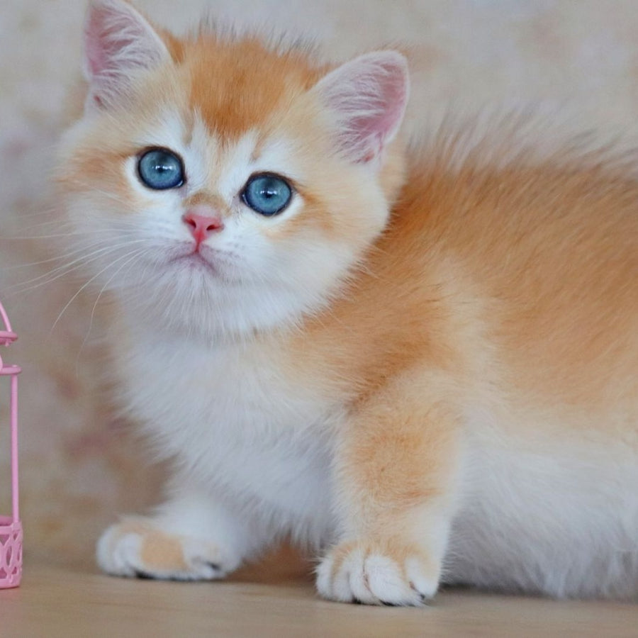Yvonne British Shorthair female, black golden shaded