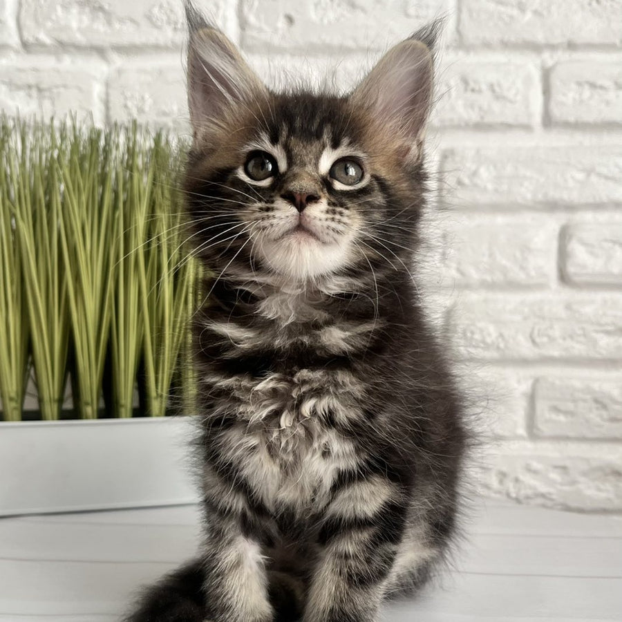 Jade Maine Coon female, black tabby