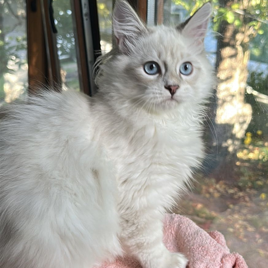 Walentine Siberian male, blue tabby pointed with white