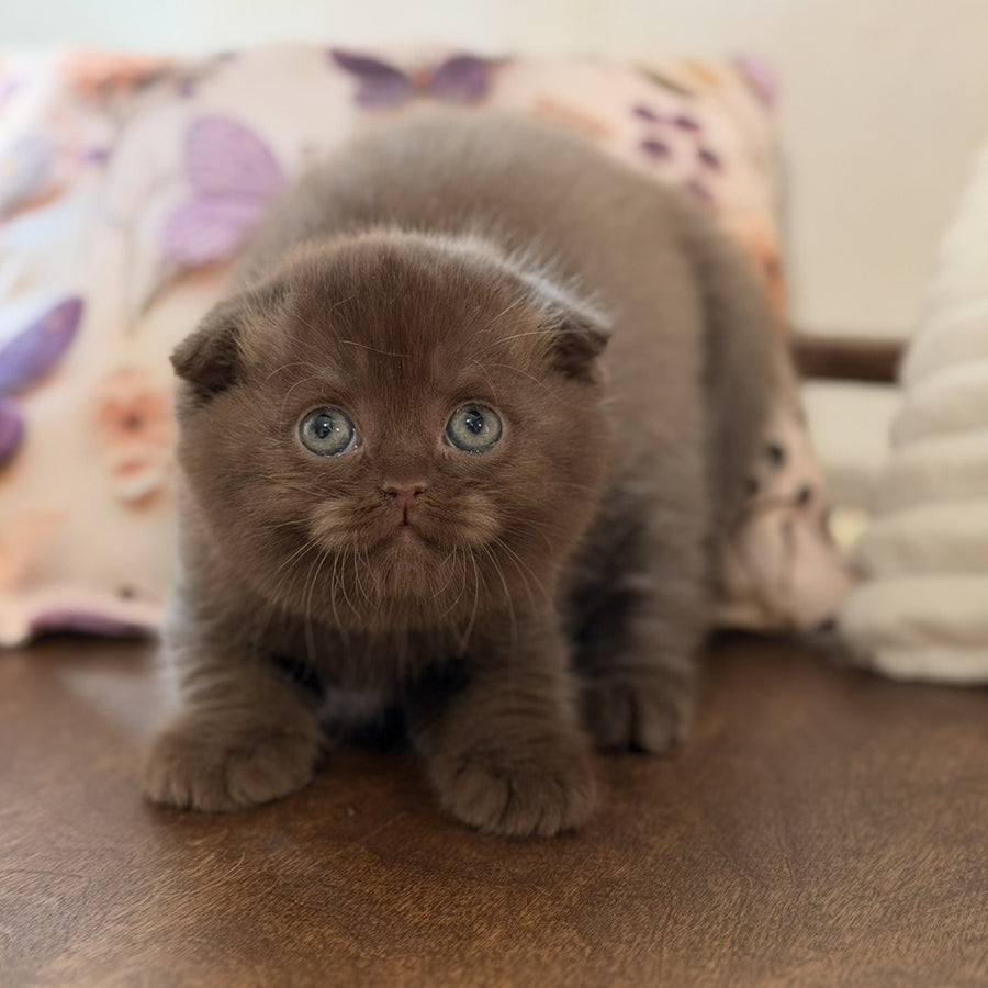 Tom Scottish Fold male, chocolate