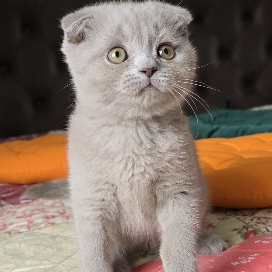 Codi Scottish Fold male, lilac