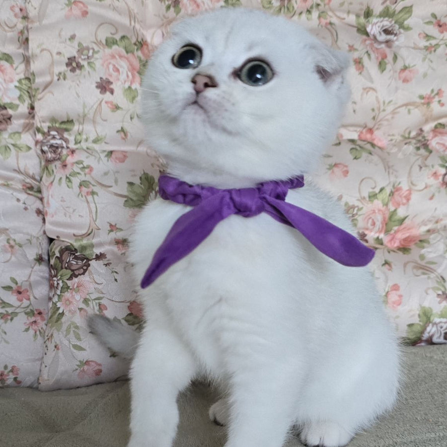 Yasya Scottish Fold female, black silver shaded