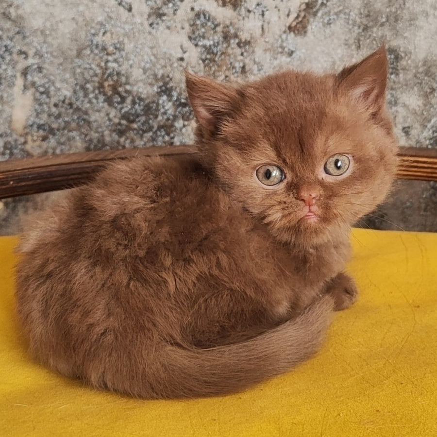 Barney British Shorthair male, cinnamon