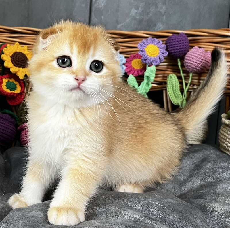 Kerry Scottish Fold female black golden chinchilla - live animals