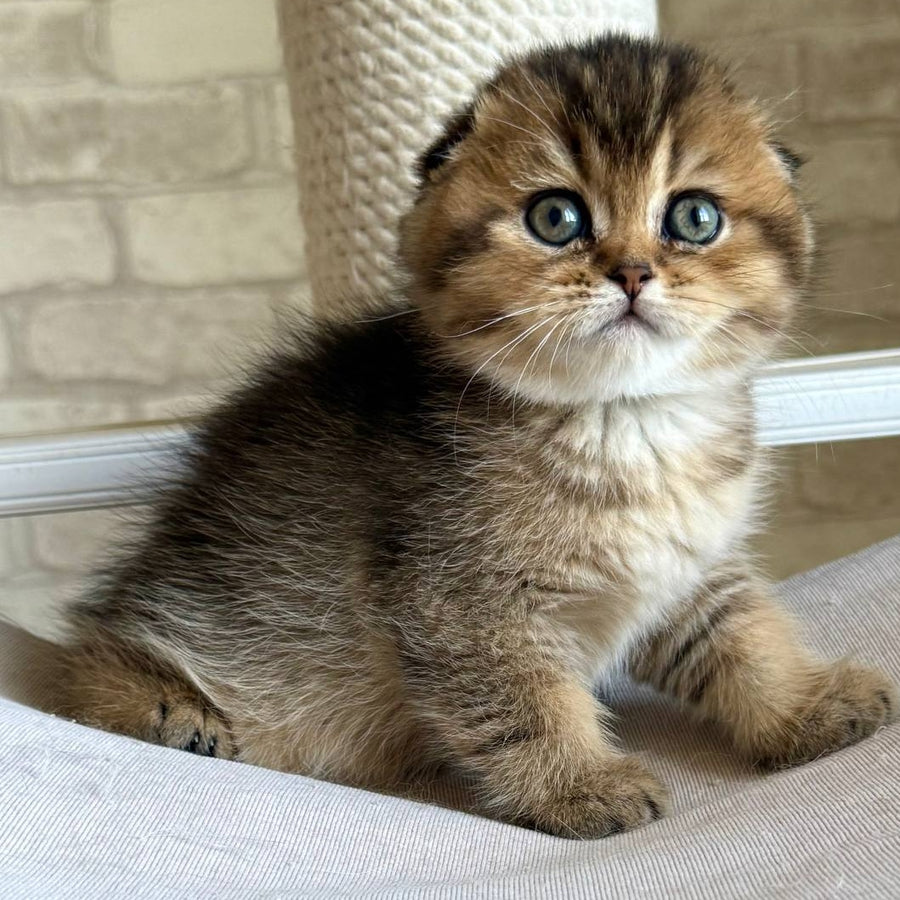 Fiona Scottish Fold female, black golden ticked tabby
