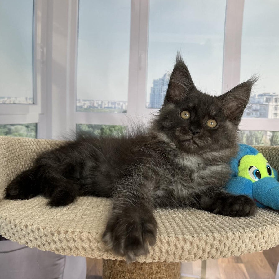 Ralph Maine Coon male, black silver