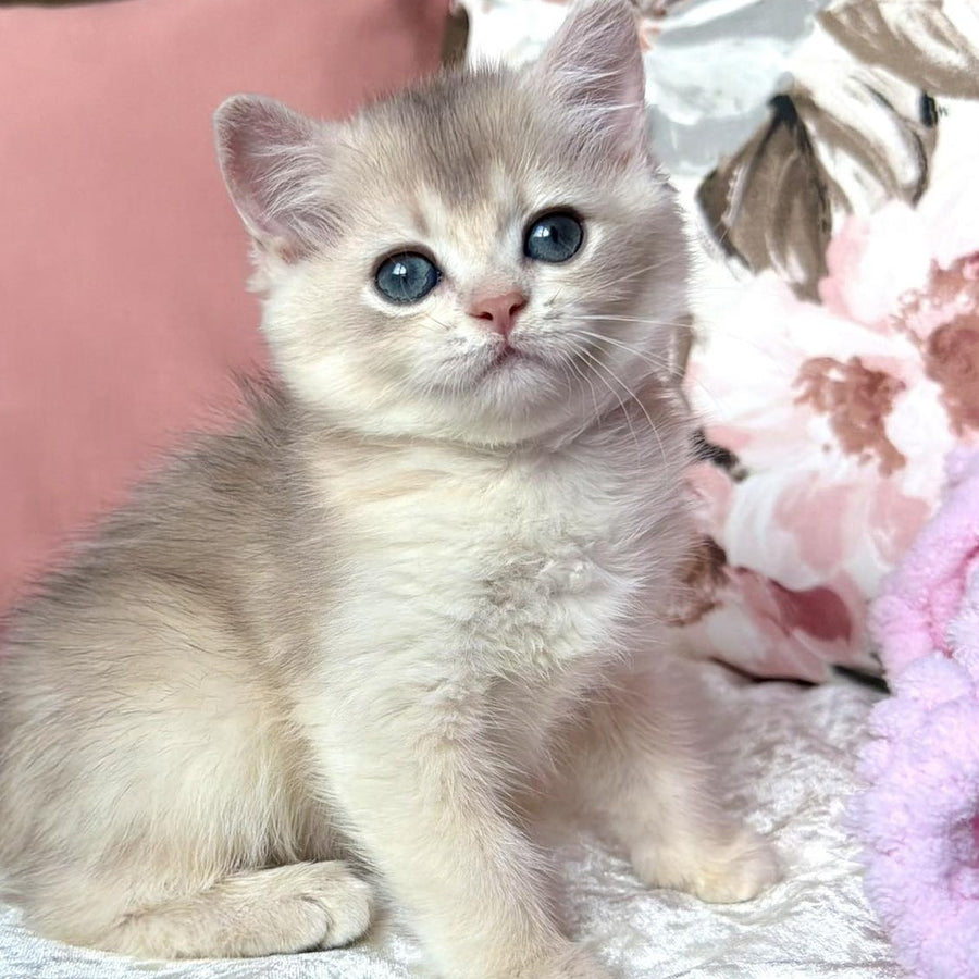 Milla British Shorthair female, blue golden chinchilla