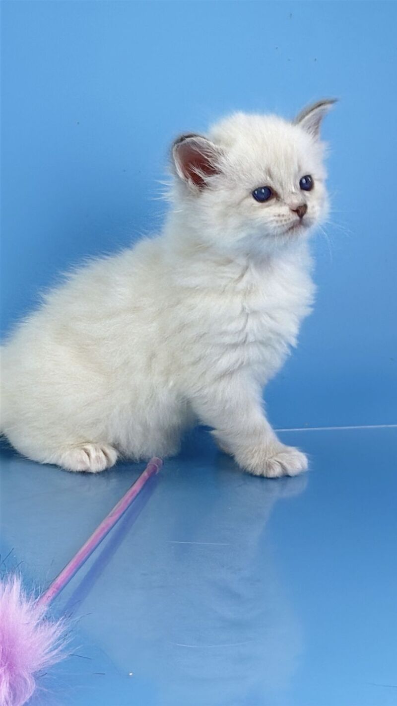 Windsor Siberian male blue tabby pointed with white - live animals