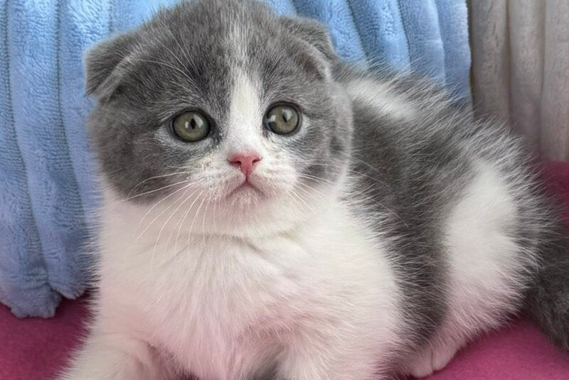 Archie Scottish Fold male, blue bicolour