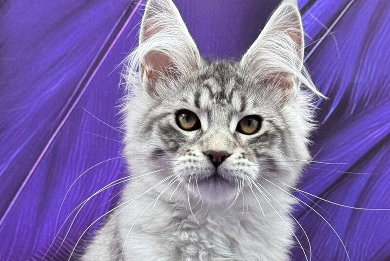 Marcel Maine Coon male, black silver tabby