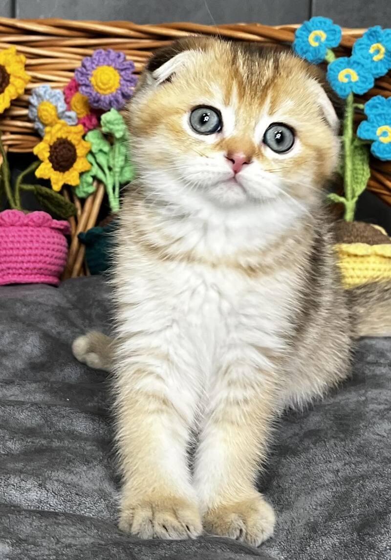 Konan Scottish Fold male black golden ticked tabby - live animals