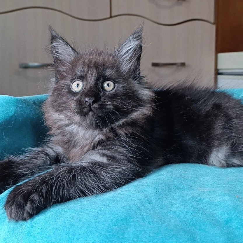 Quick Silver Maine Coon male, black silver