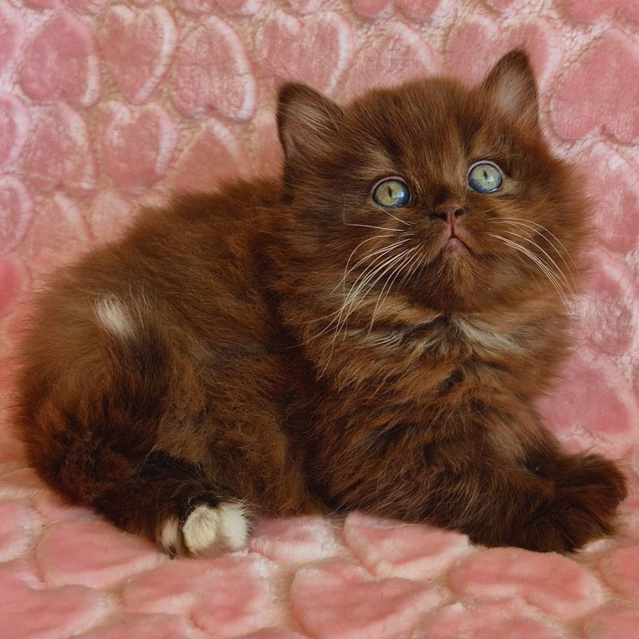 Iva British Longhair female, chocolate with white