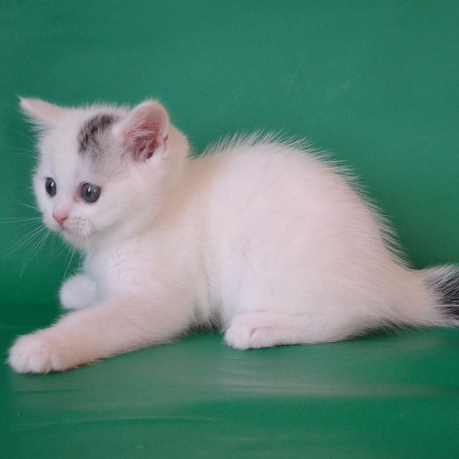 Olaf Scottish Straight male, black silver tabby van
