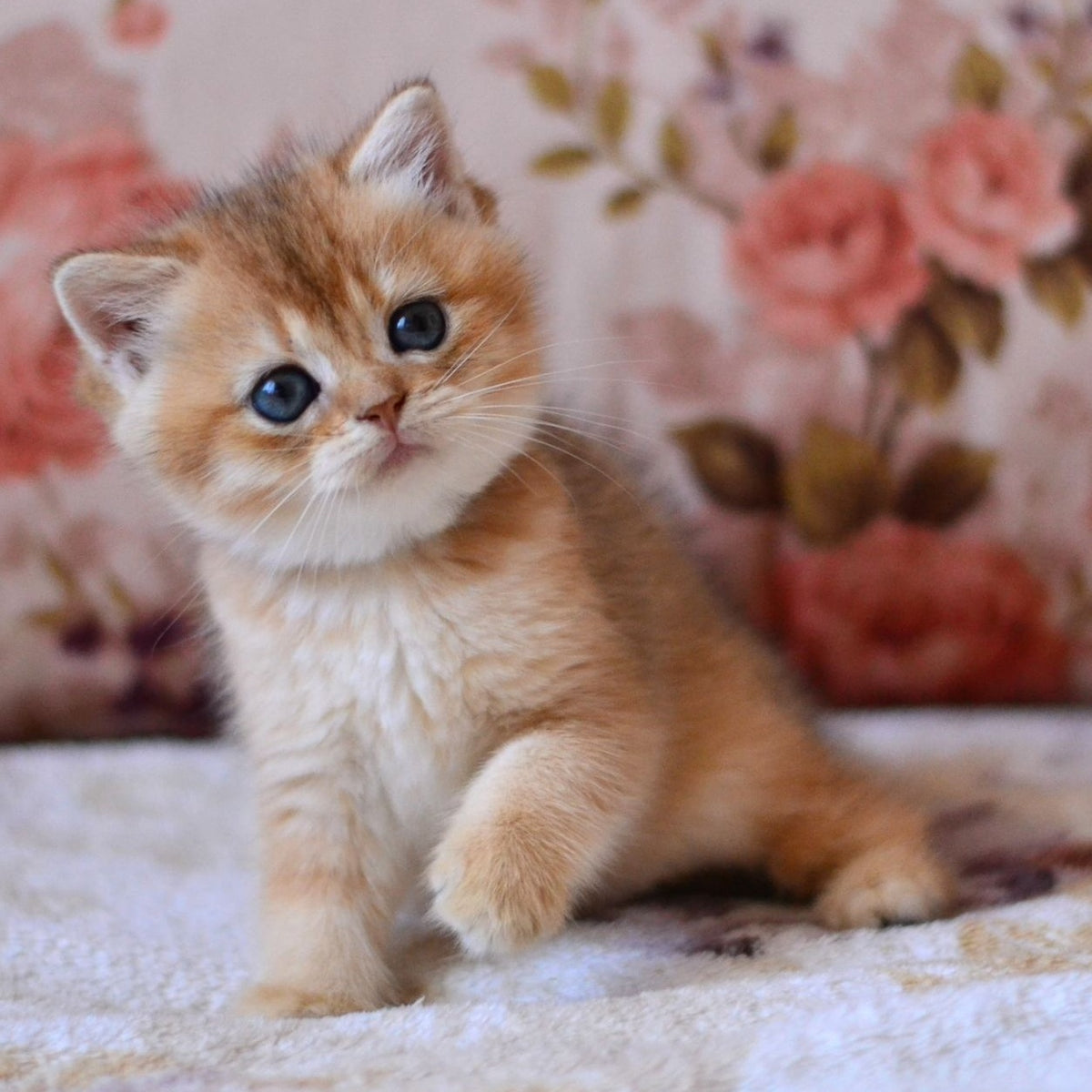 Luna British Shorthair female, black golden shaded
