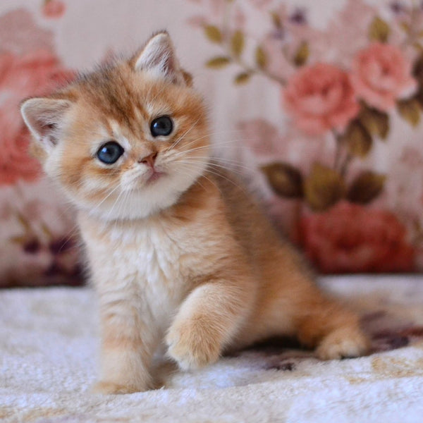 Luna British Shorthair female, black golden shaded