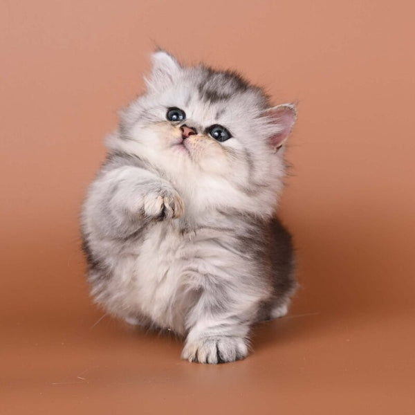 Ira Munchkin female, black silver ticked tabby