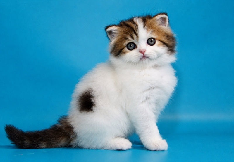 Vesnushka Scottish Straight female black tabby van - live animals