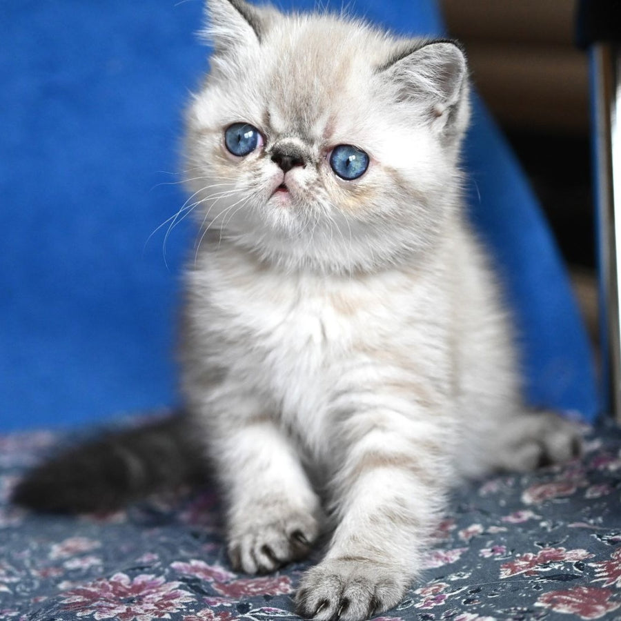 Aris Exotic male, black tabby pointed