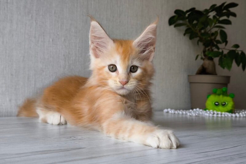Dark Maine Coon male, red silver tabby