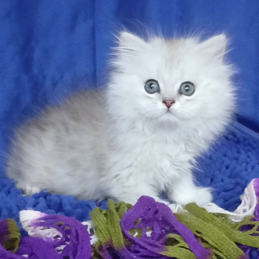 Marsel British Longhair male, black silver shaded