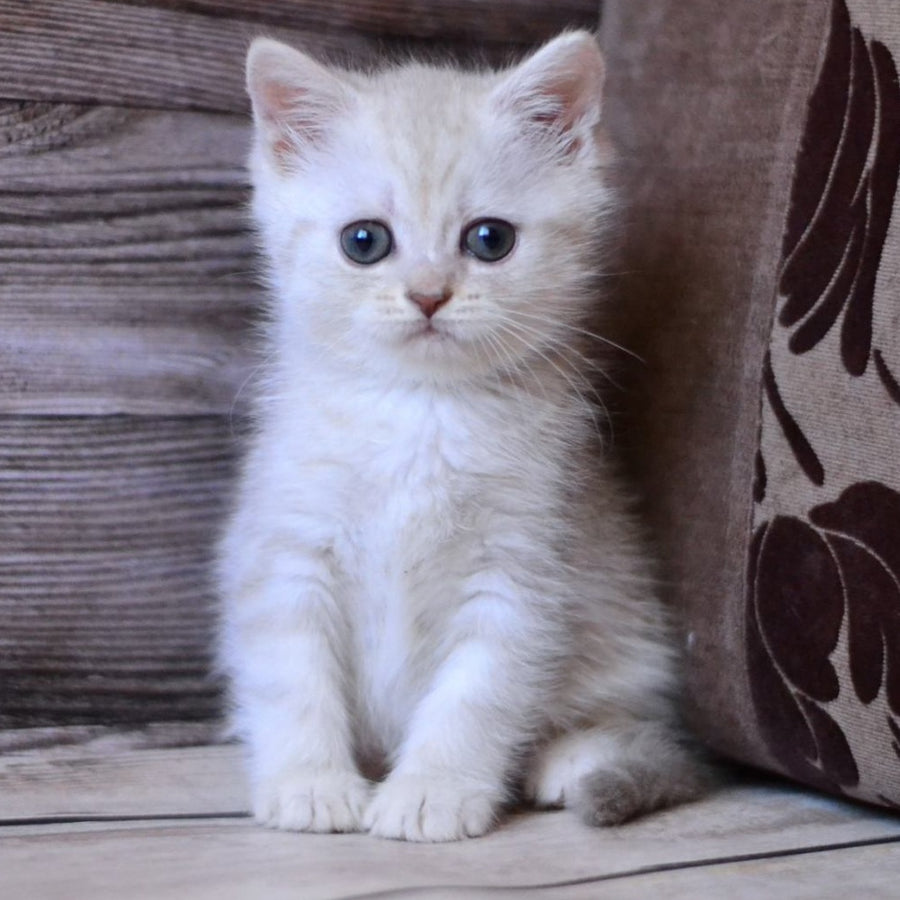 Holly British Shorthair female, blue silver tabby