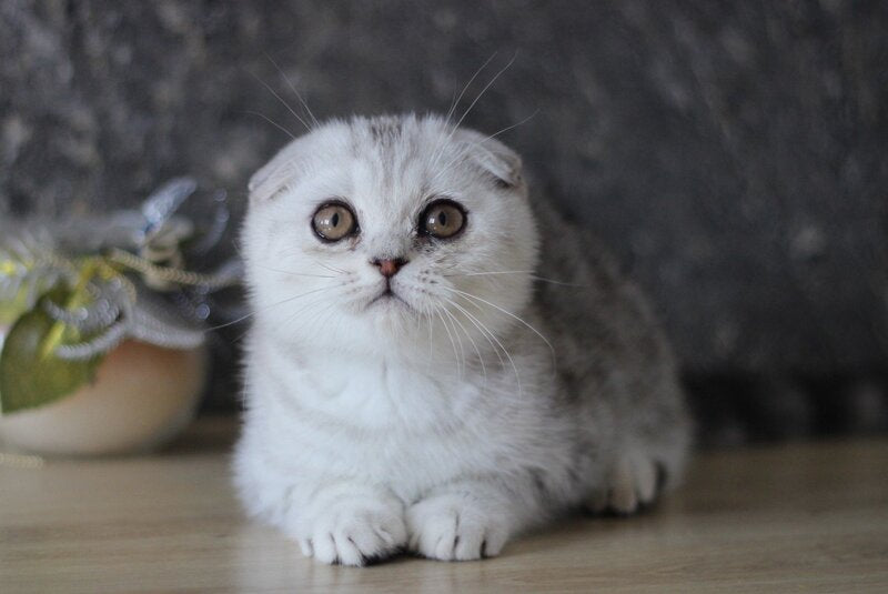 Da Vinci Scottish Fold male, black silver tabby