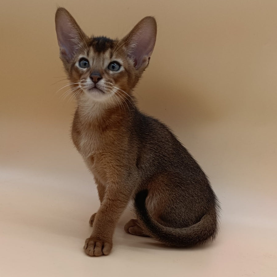 Morgan Abyssinian male, ruddy