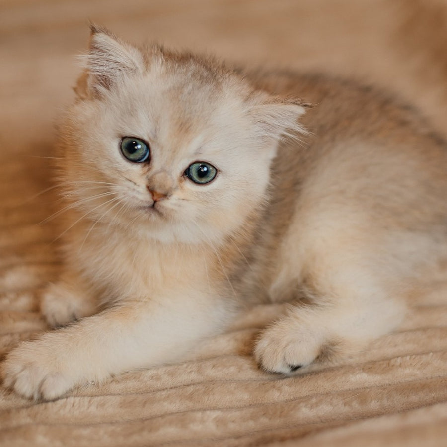 Elza Scottish Straight female, black silver ticked tabby