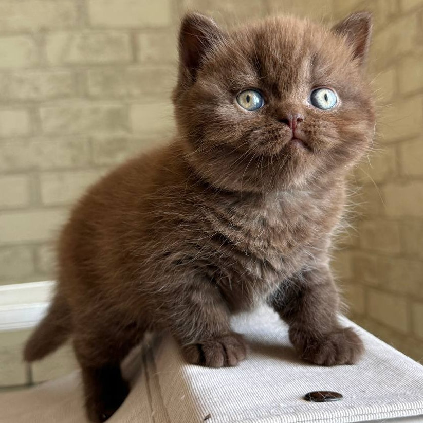 Bruno British Shorthair male, chocolate