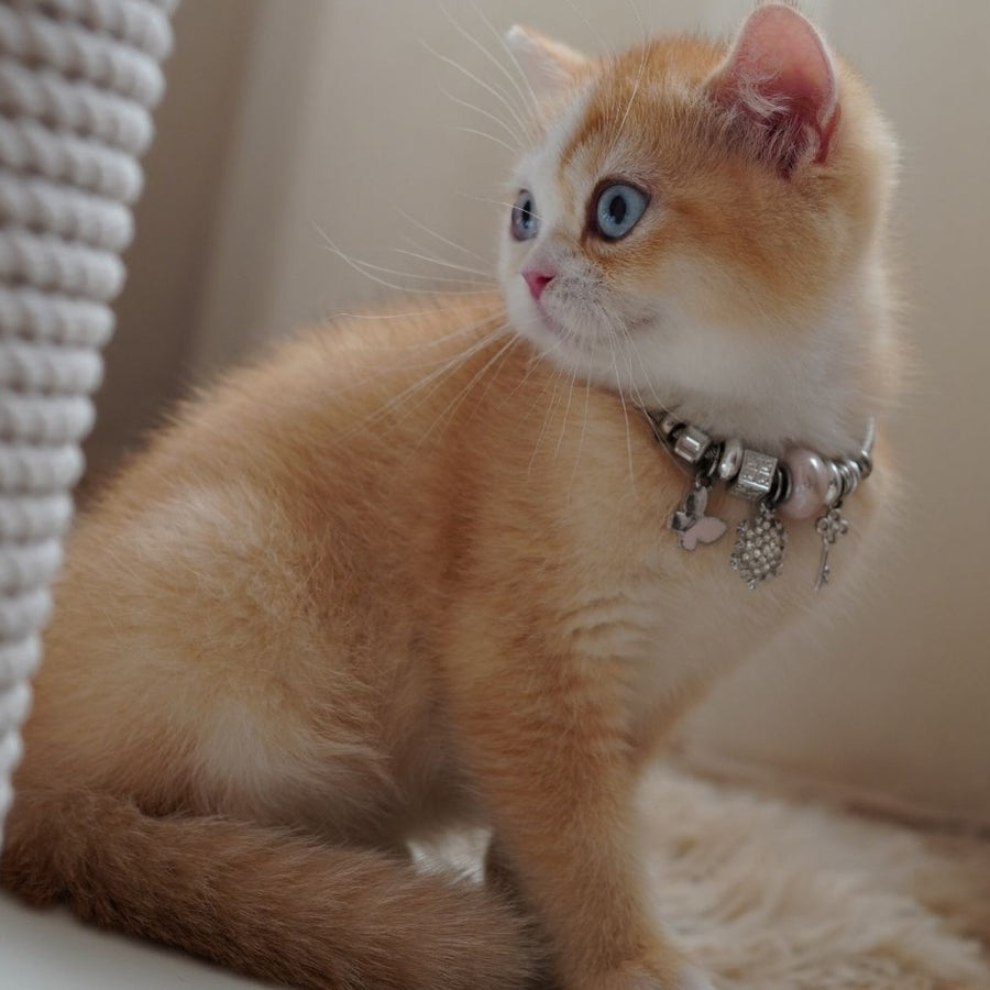 Veronica British Shorthair female, chocolate tortie golden chinchilla with white