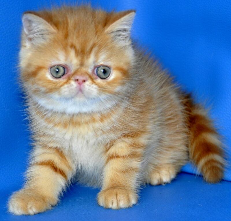 Fanta Exotic female, red tabby