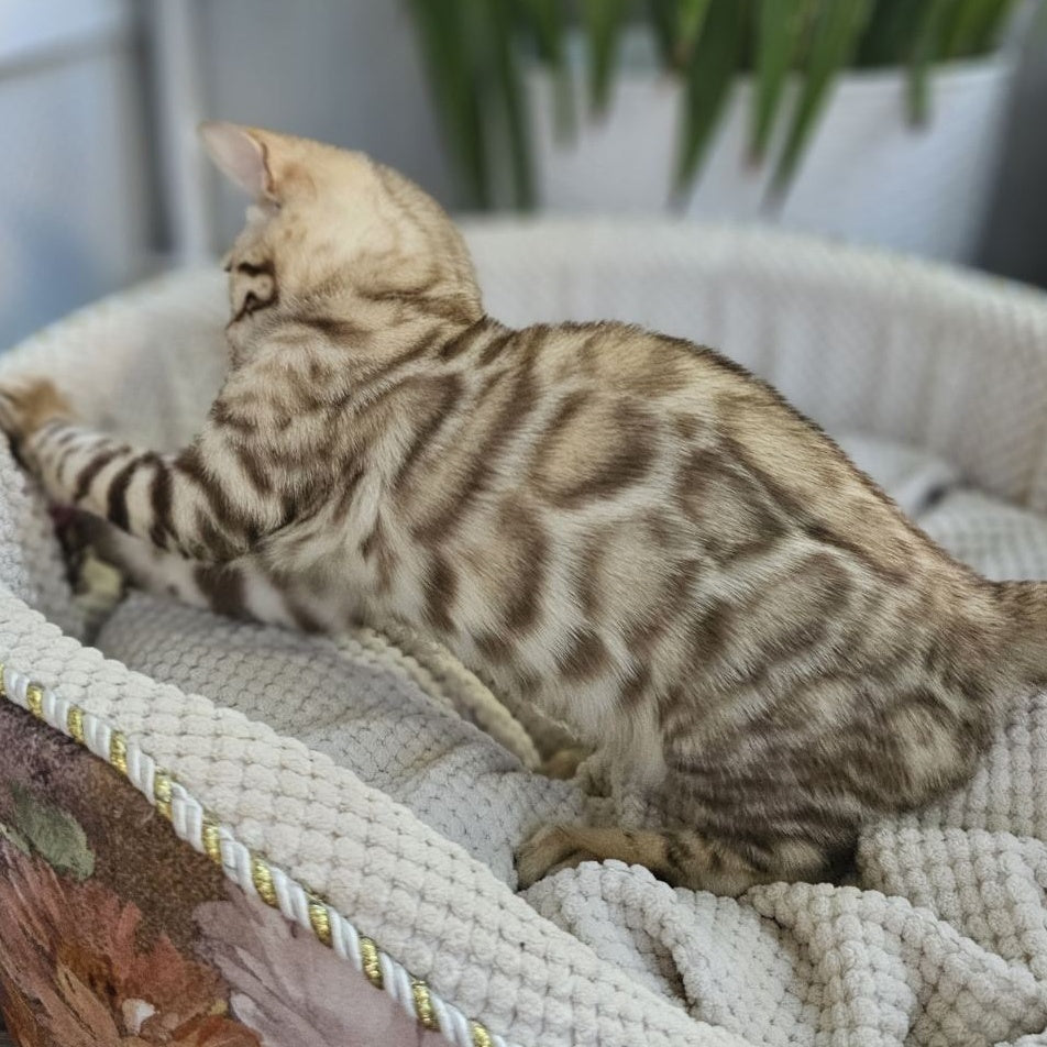 Uranus Bengal male, black spotted tabby pointed
