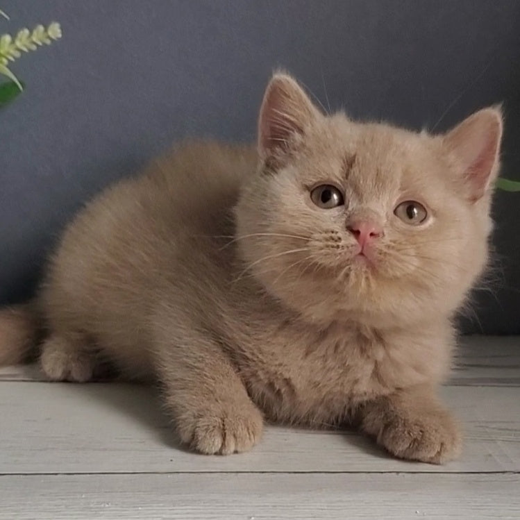 Feya British Shorthair female, fawn