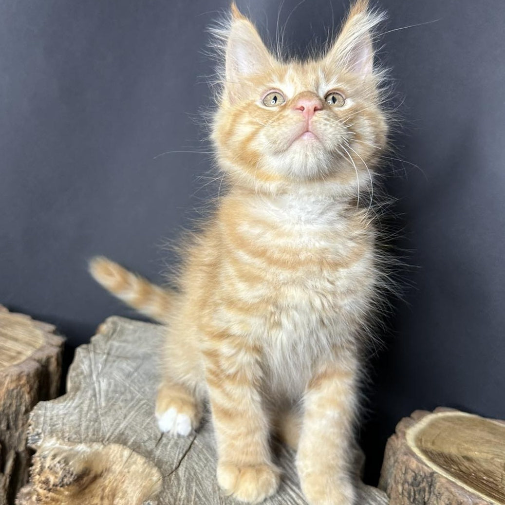 Pixel Maine Coon male, red tabby with white