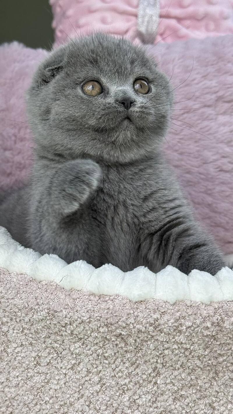 Trixie Scottish Fold female, blue