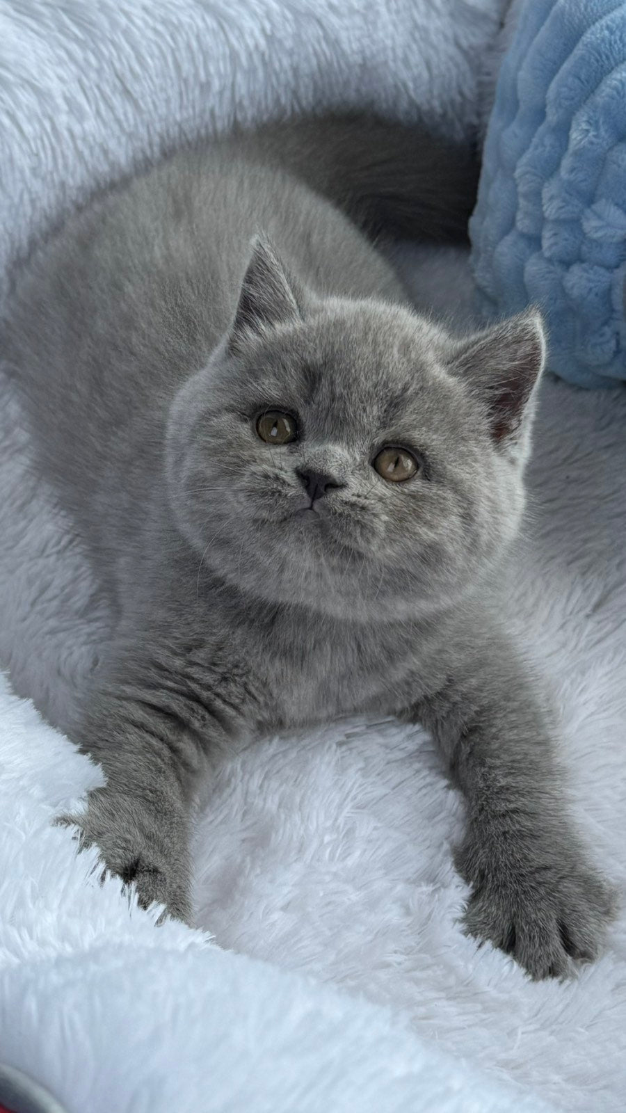 Yuri Scottish Straight male, blue