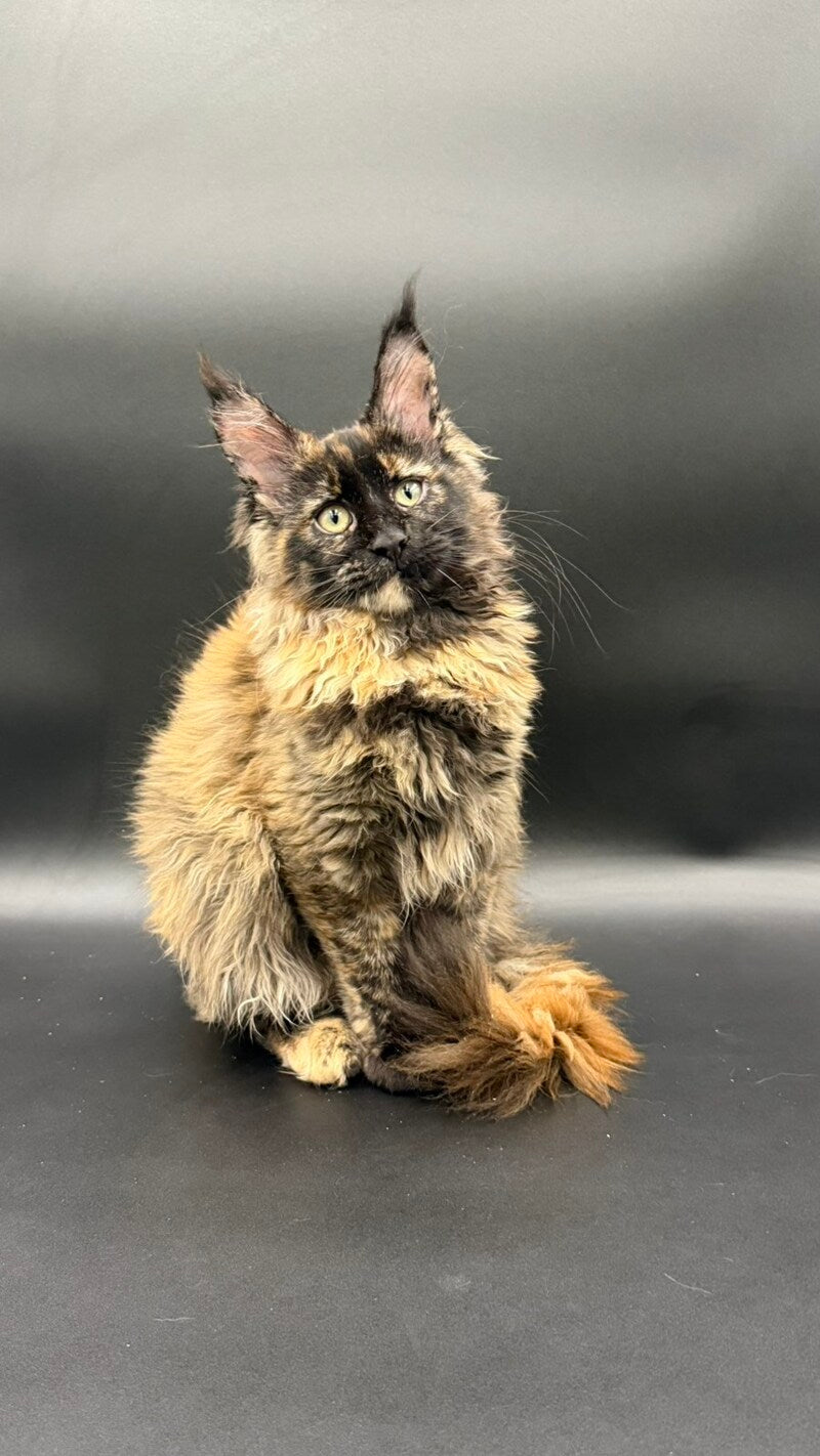 Wetta Maine Coon female black tortie - live animals