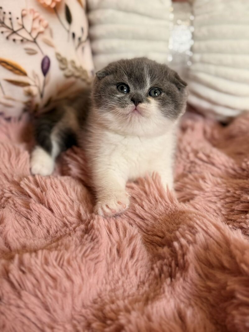 Ponochka Scottish Fold female, blue bicolour