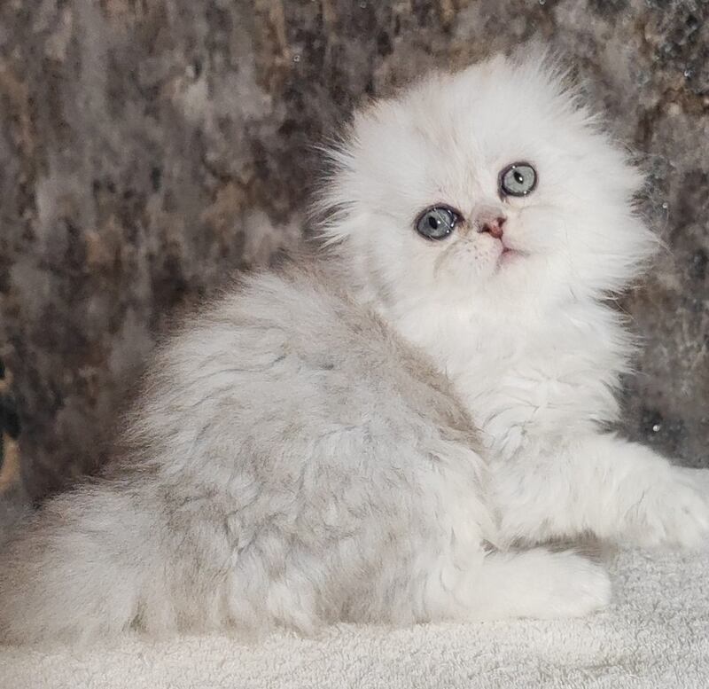 Spencer Scottish Fold male blue silver shaded - live animals