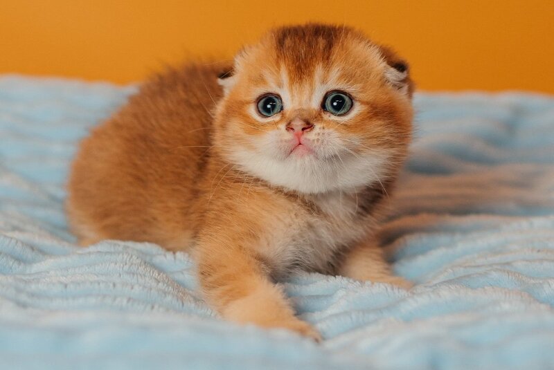 Vangog Scottish Fold male, black golden ticked tabby