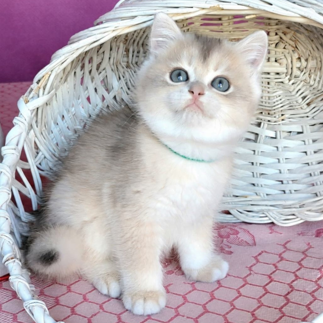 Assol British Shorthair female, blue golden chinchilla