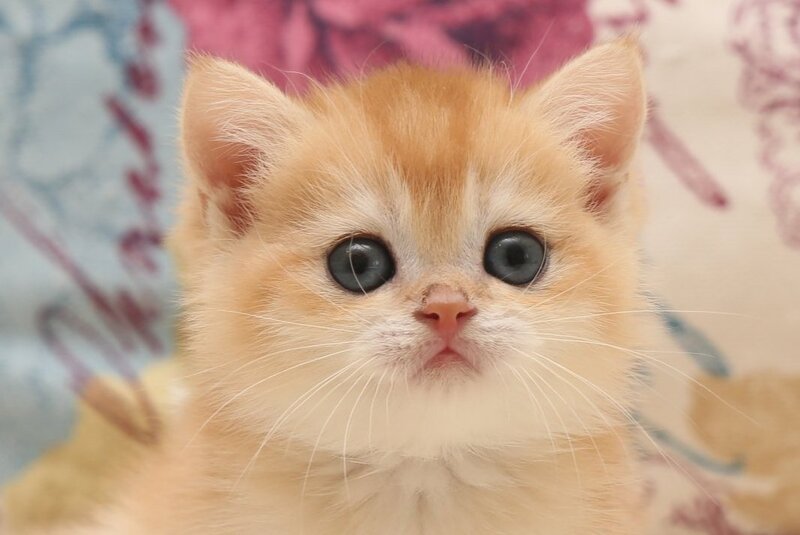 Xavier Scottish Straight male, black golden chinchilla