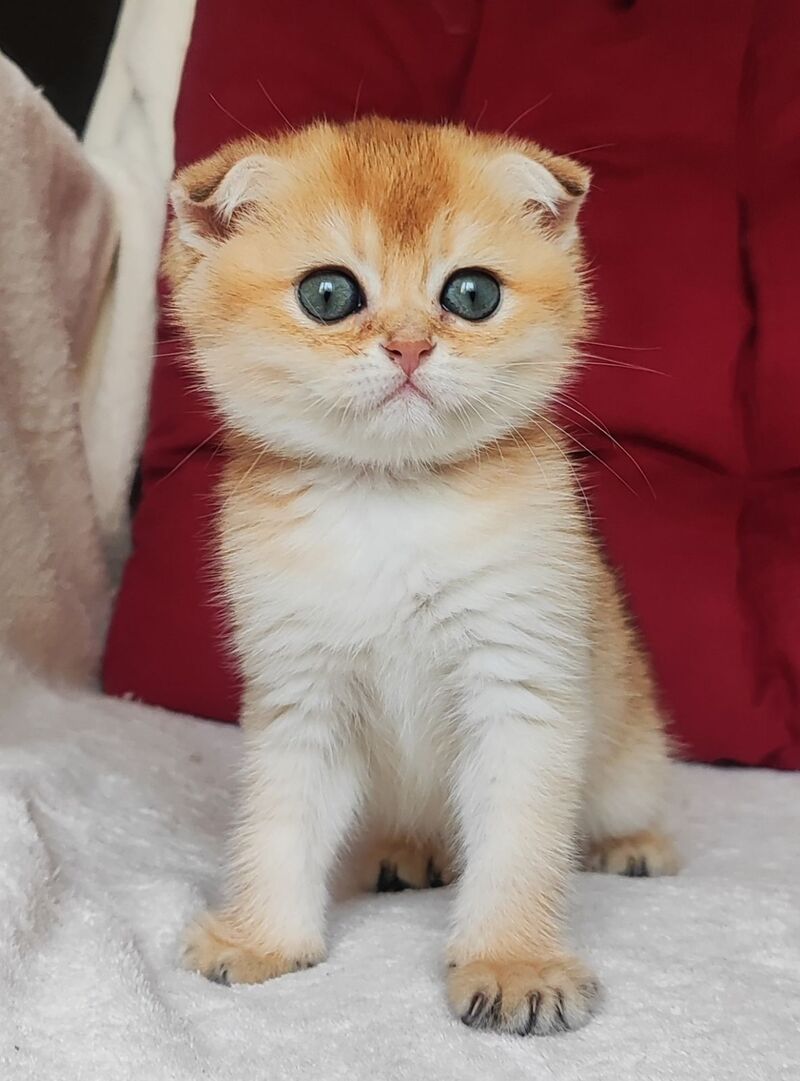 Viva Scottish Fold female, black golden shaded